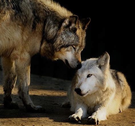 Male and female wolves Wolf love Fotos de lobos Espírito de lobo