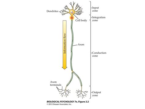 Multipolar Neuron Input Zones