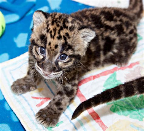 Denver's Clouded Leopard Cubs Ready to Meet the Public | Clouded