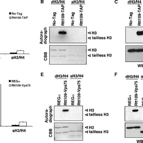 The N Terminal Tail Domains Of H3 H4 Tetramers Are Required For