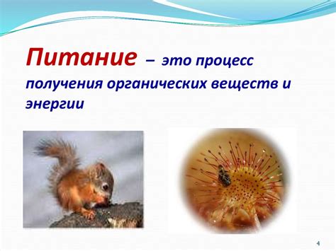 Питание и пищеварение - презентация онлайн