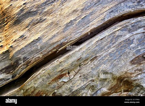 Rotted Tree Hi Res Stock Photography And Images Alamy