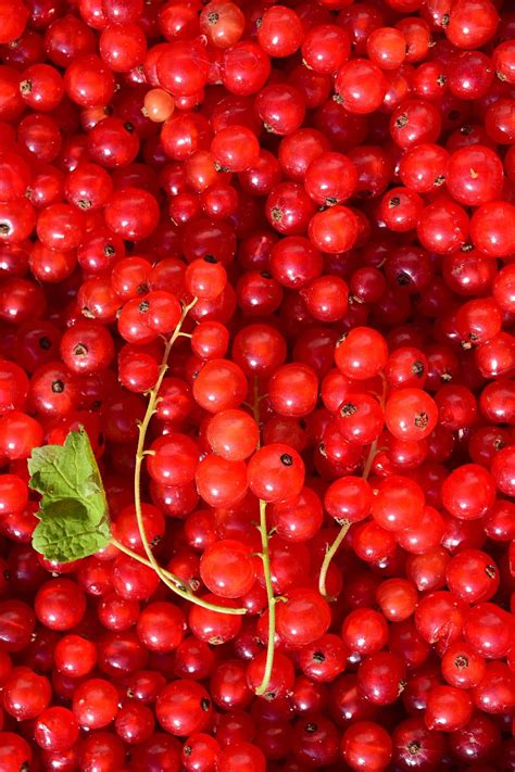 Download Red Currant Fresh Fruits Pile Wallpaper