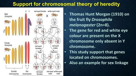 Chapter 3 Chromosomal Basis Of Inheritance PPT