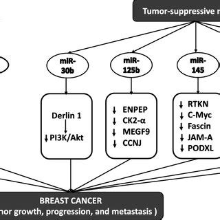 The Participation In The Breast Cancer Tumorigenesis Of Circulating