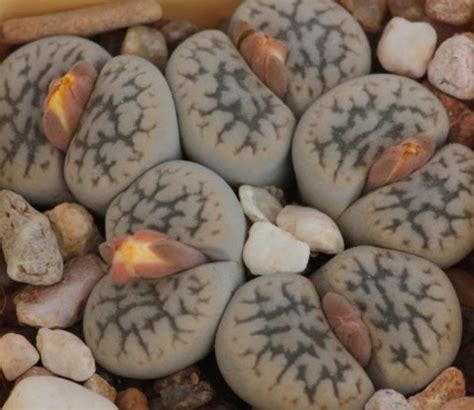 Lot Seeds Lithops Hookeri V Susannae C Mesemb