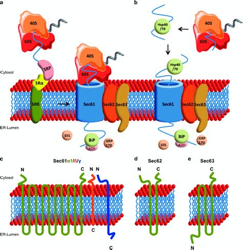 Protein transport across the endoplasmic reticulum membrane. Mechanism ...