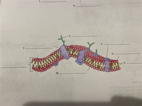 Cell Membrane Diagram Quizlet