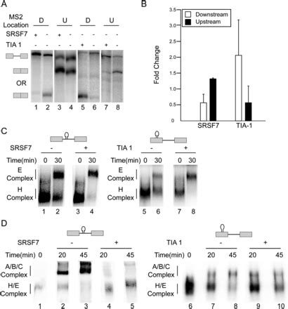 Position Dependent Splicing Activation And Repression By SR And HnRNP