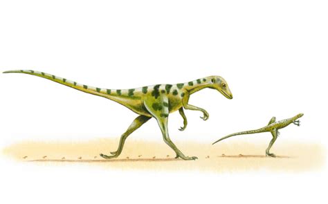 Compsognathus Un Dinosaurio Del Tamaño De Un Gallo Explora Univision