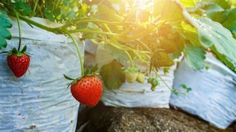 How Far Apart To Plant Strawberries — Problem Solved