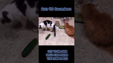 Cats Vs Cucumber Compilation Youtube