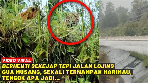 BERHENTI SEKEJAP TEPI JALAN LOJING GUA MUSANG SEKALI TERNAMPAK HARIMAU