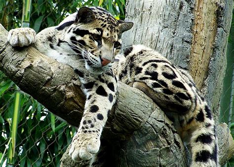 Clouded Leopards | The Life of Animals