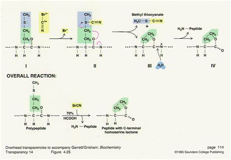 Cyanogen Bromide Reaction With Met