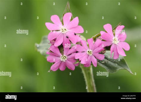 Pretty Red Campion Silene Dioica Flowers Stock Photo Alamy