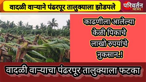 वादळी वाऱ्याचा पंढरपूर तालुक्याला फटकाकाढणीला आलेल्या केळीच्या बागेचे लाखो रुपयांचे नुकसान