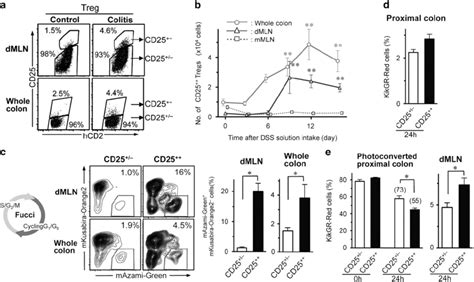 Highly proliferative and motile CD25 þþ Tregs are induced in colitis