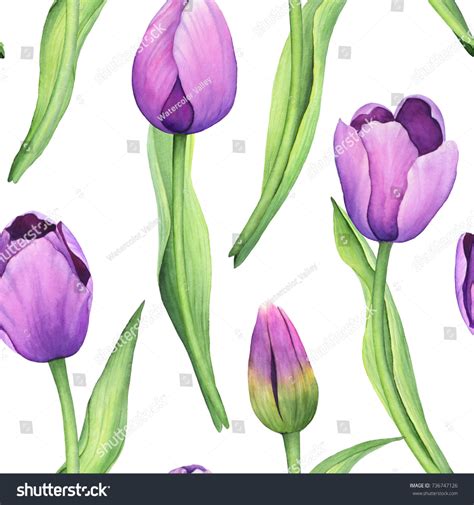 Handpainted Watercolor Purple Tulips Pattern Stock Illustration 736747126