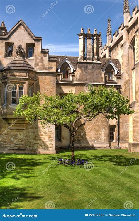 Newton s Apple tree stock photo. Image of cambridge, apple - 22032266