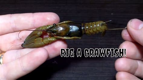 How To Rig Crawfish For Catfish And Bass Youtube