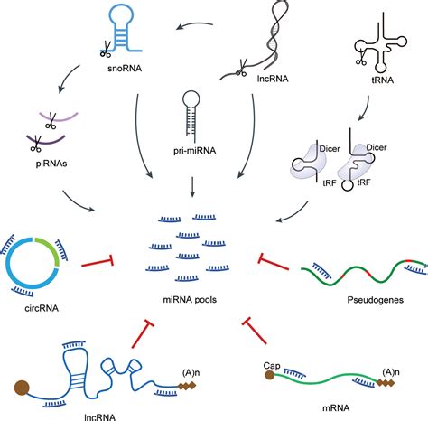 Non Coding Rnas And Their Integrated Networks