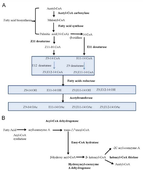 Sex Pheromone Biosynthesis Pathways In Spodoptera Litura A The