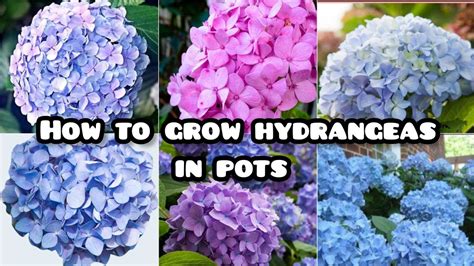 How To Grow A Hydrangea In Garden Grow Hydrangeas In Pots How To Grow