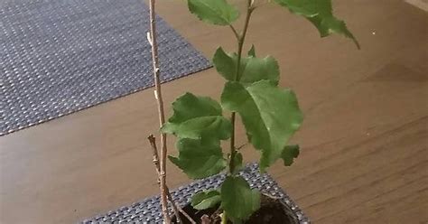Brand New Baby Apricot Tree Any Recommendations On How To Care For It
