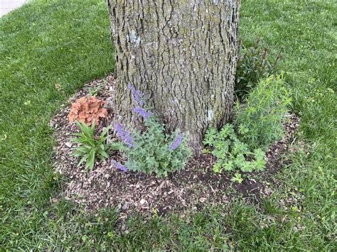 High Demand For Native Plants Dyck Arboretum