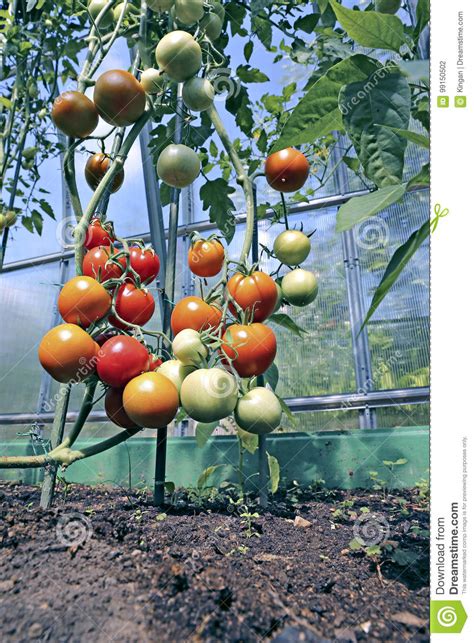 Tomates Rojos Y Verdes Que Maduran En El Arbusto En Un Invernadero Foto