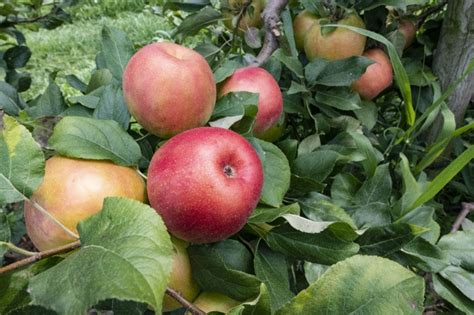 Food And Beverage Pictures Clusters Red Apple Growing On Tree Closeup