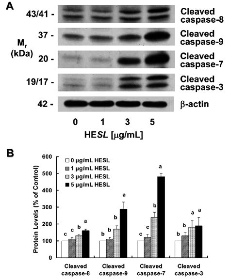 Effect Of The Hexane Extract Of Saussurea Lappa Hesl On The Protein