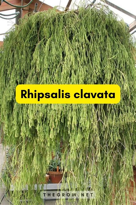 25 Common And Rare Rhipsalis Varieties (With Pictures) | TheGrow