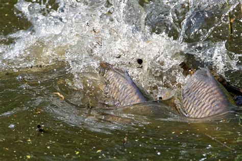 Carp Spawning