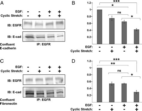 Mechanical Disruption Of E Cadherin Complexes With Epidermal Growth