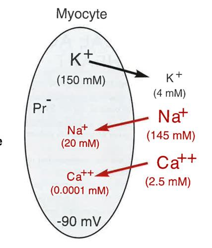 Physiologie Ionique Flashcards Quizlet