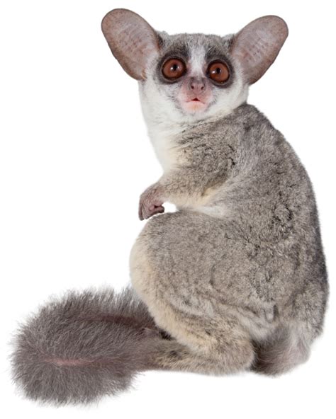 Bush Babies As Pets