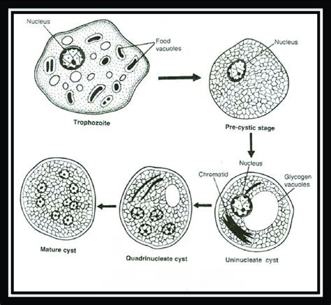 Entamoeba Coli Life Cycle