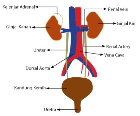 Gambar Struktur Ginjal Dan Keterangannya Fungsi Idschool Net