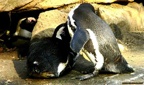 Penguin cuddling by siriablacky on DeviantArt