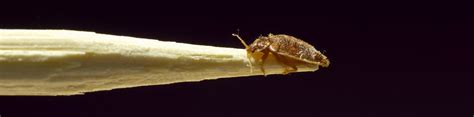 Termite Inspection Treatment All About Bugs Pest Control Richmond