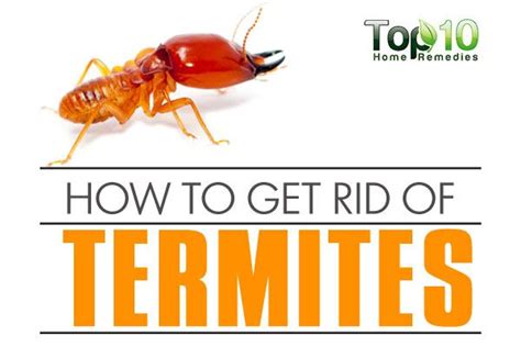 How To Get Rid Of Termites Top 10 Home Remedies