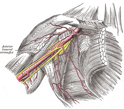 Brachial Artery Wikidoc