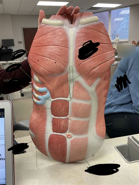 Abdominal And Lower Muscles Lab Practical 1 Diagram Quizlet