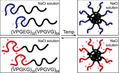 Self Assembly Behavior Of Elastin Like Polypeptide Diblock Copolymers