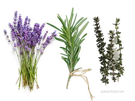 Easy Rosemary Vs Lavender Which Is Best Atonce