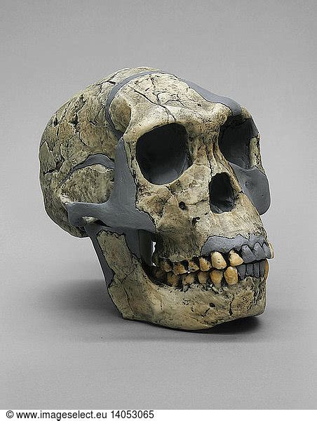 Homo Habilis Skull Knm Er Homo Habilis Skull Knm Er Of Man