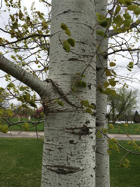 Populus Tremuloides Quaking Aspen North Carolina Extension Gardener Plant Toolbox