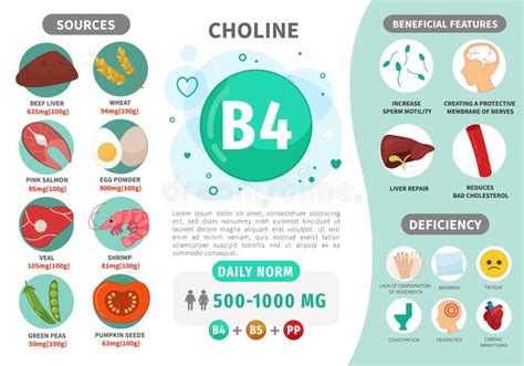 Vitamina B4 De Infographics Ilustración Del Vector Ilustración De Medicina Deficiencia 140790477